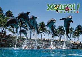 Dolphins Swim at Xcaret
